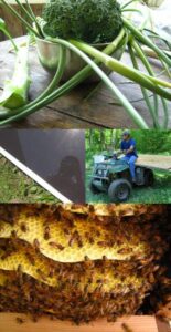 Solar Panels, Garlic Scapes, and Barn Floors Image